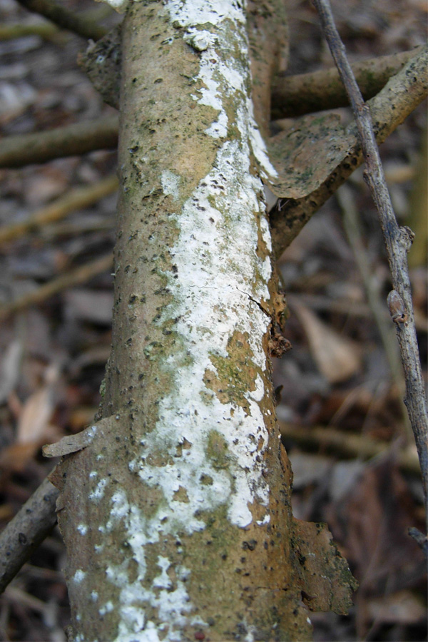 tanti funghi